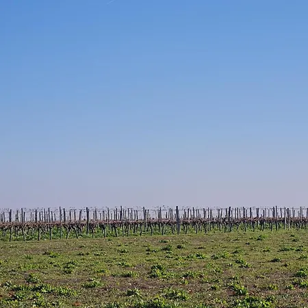 מלון Chateau De Mons Armagnac 3*